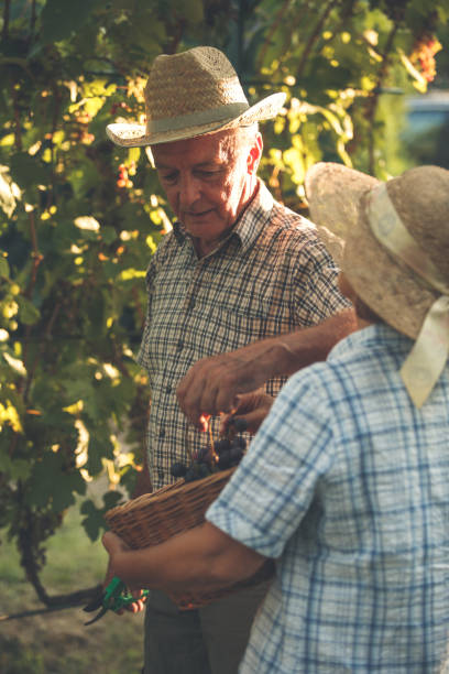istock Couple harvesting grapes 1168914676