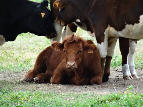 istock One young brown calf looking at camera 1168915258