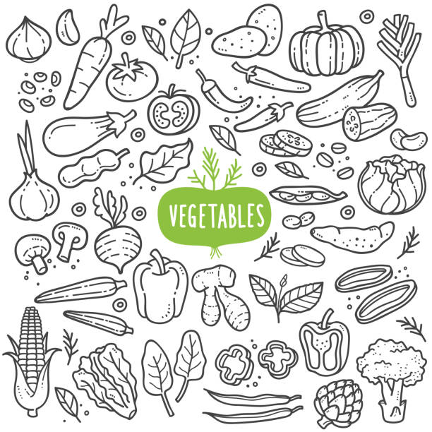 Vegetables Black and White Illustration. Vegetables doodle drawing collection. vegetable such as carrot, corn, ginger, mushroom, cucumber, cabbage, potato, etc. Hand drawn vector doodle illustrations in black isolated over white background. vegetable stock illustrations