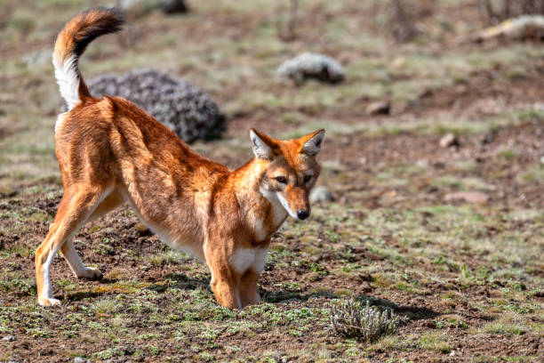 istock ethiopian wolf, Canis simensis, Ethiopia 1168916002