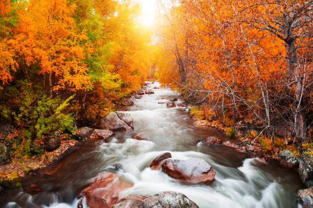 istock Yellow autumn forest and river at sunset 1168916323