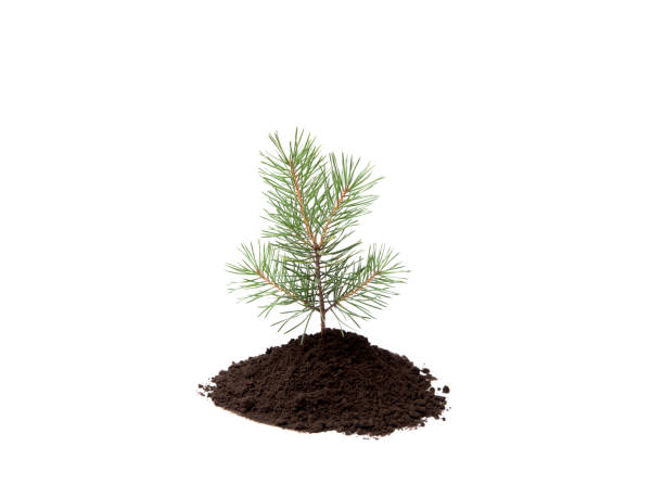 istock Small pine tree in pile of soil isolated on white, studio shot. Planting new trees in forest. Environmentally friendly lifestyle and renewing investing in forest concept. Lot of copy space. 1168917512