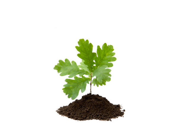 istock Small oak tree in pile of soil isolated on white, studio shot. Planting new trees. Environmentally friendly lifestyle and renewing forest concept. Lot of copy space. 1168917514