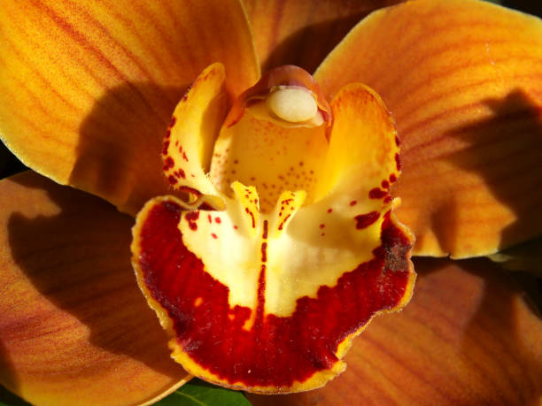 Golden orchid stock photo