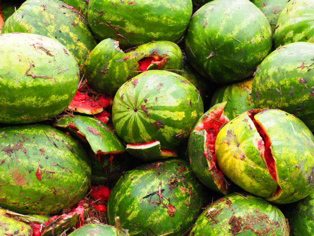Watermelon Dump Closeup Heaps Of Rotting Watermelons Remains Of The Harvest  Rotting Vegetables On The Field Stock Photo - Download Image Now - iStock
