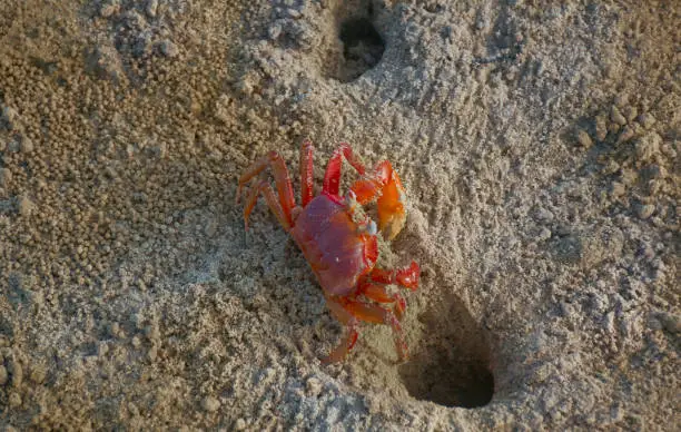 Beautiful small red sea crab making holes in sandy beach, top view shot. At Henry Island, West Bengal.