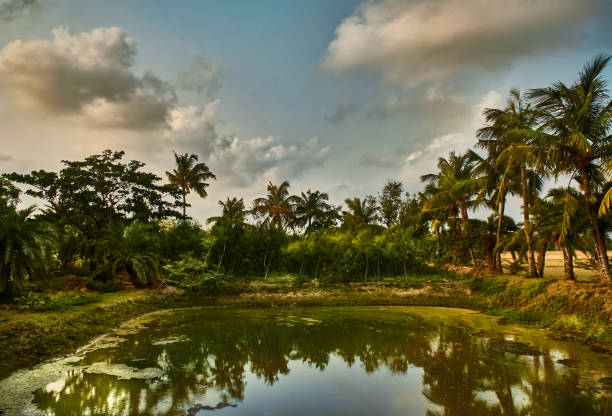Scenic beauty of nature around a pond in village, at Tajpur @ West Bengal.