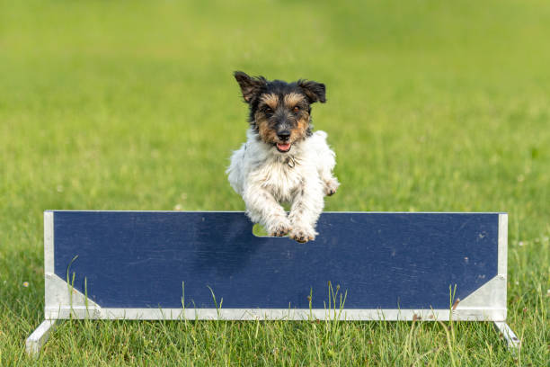 Cute mall Jack Russell Terrier dog is jumping fast over a hurdle Small Jack Russell Terrier dog is jumping fast over a hurdle dog agility stock pictures, royalty-free photos & images