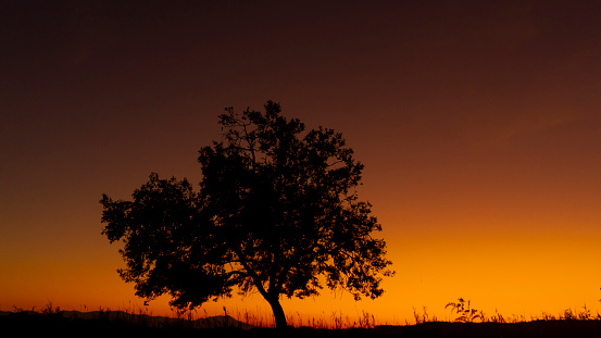 An idyllic vision unfolds as a solitary bare tree stands in silhouette on a tranquil field,casting its quiet presence against the dramatic orange sky during the enchanting palette of sunset