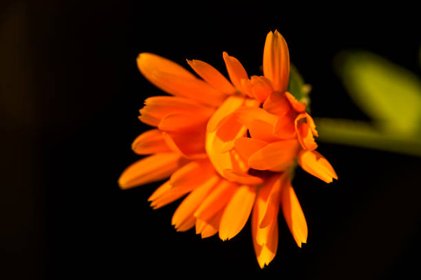 istock Calendula, medicinal plant with flower 1168933107