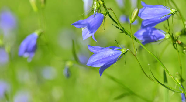 istock close on pretty blue bellflowers  on green background 1168934054