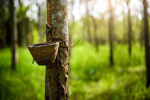 istock Tapping latex rubber tree, Rubber Latex extracted from rubber tree, harvest in Thailand. 1168934127