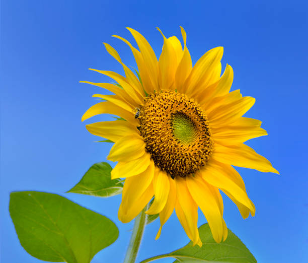 istock close on a beautiful sunflower blooming on blue background 1168934131