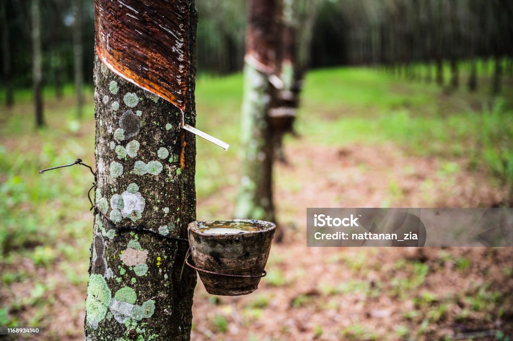 Rubber Tree Extract Tapping Latex Rubber Tree Rubber Latex Extracted From Rubber Tree ...