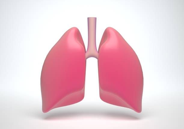 istock Pink lungs anatomy colorful drawing on a white background. 3D Render. 1168934188