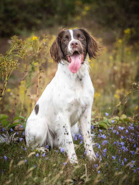 english springer spaniel dog portrait sitting in field of flowers - springer spaniel dog pets animal imagens e fotografias de stock