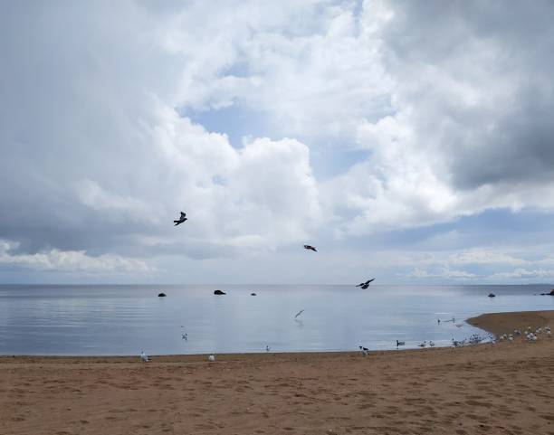 istock A flock of seagulls fly over smooth water on a cloudy day 1168934473