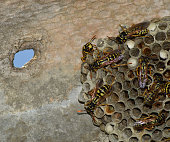 wespennest-mit-wespen-die-darauf-sitzen-wespen-polist-das-nest-eines.jpg?b=1&s=170x170&k=20&c=tg1MWI4B-0C2f9JQQGlsHhqglJQhtZgmz4fDGg-kpmM=