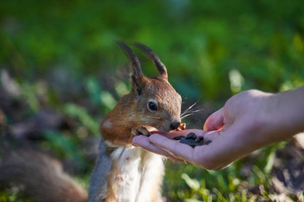 istock Ginger squirrel takes from hands of human seeds 1168937267