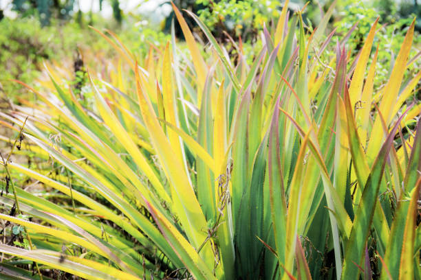 istock Pineapple leaves on tree in farm. 1168937285