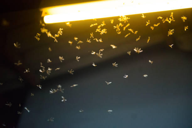 istock moth flying in the fire ,the neon light in night time, it's raining time. 1168937304
