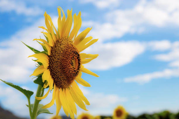 istock Sunflower in garden with sky. 1168937350