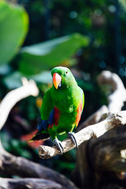 istock Green eclectus parrot with orange nib and red and blue feathers 1168937724