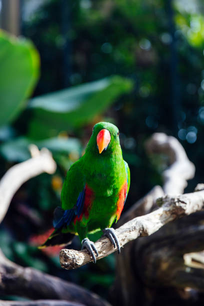 istock Green eclectus parrot with orange nib and red and blue feathers 1168937726