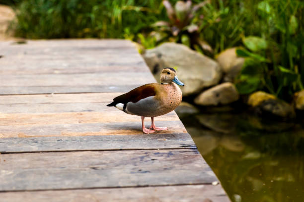 Duck stands on the wooden pier by the lake