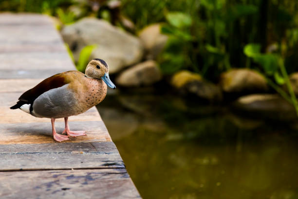 istock Duck stands on the wooden pier 1168937734
