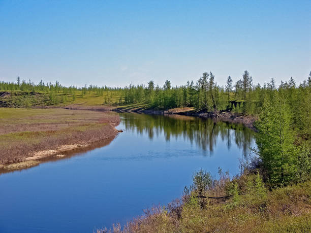 istock River landscape. Northern reindeer in summer forest. The sky, gr 1168937811