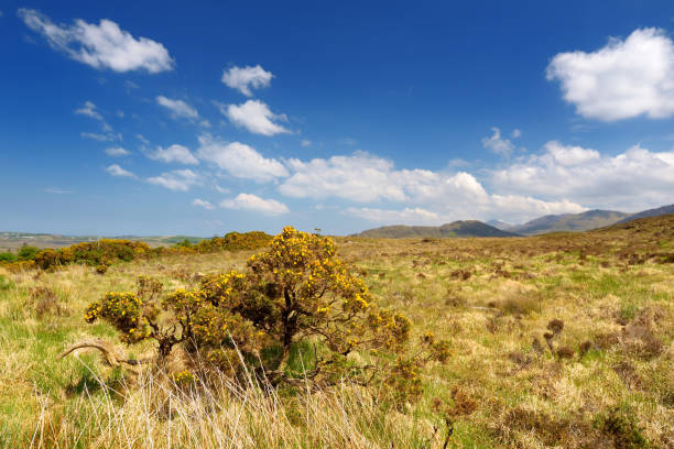 istock Connemara National Park, famous for bogs and heaths, watched over by its cone-shaped mountain, Diamond Hill, County Galway, Ireland 1168937817