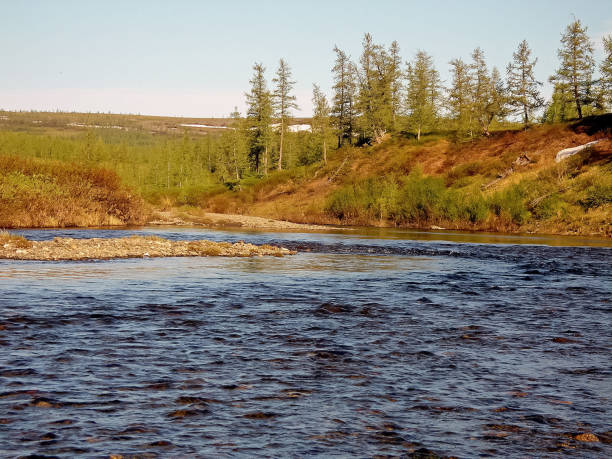istock River landscape. Northern reindeer in summer forest. The sky, gr 1168937865