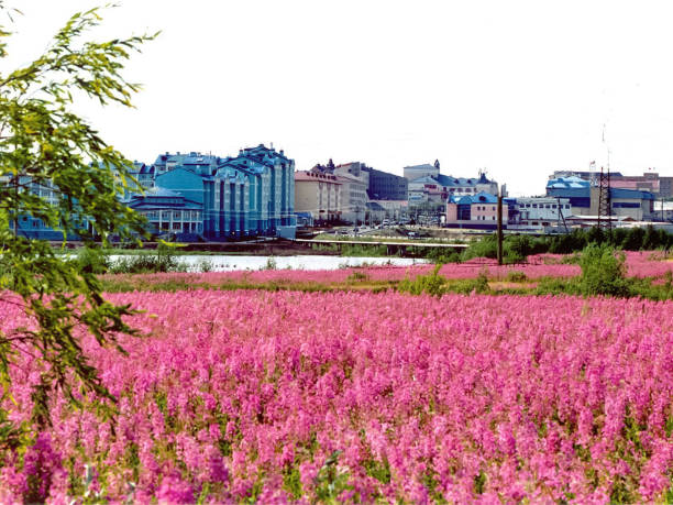 feld von rosa blumen vor der stadt salekhard. blumen - hong kong cityscape flowing water built structure stock-fotos und bilder