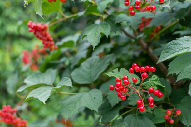 istock Young red viburnum in the garden 1168939709