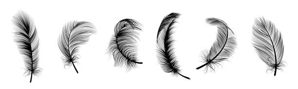 Realistic white feathers. Birds plumage, falling fluffy twirled feather, flying angel wings feathers. Realistic isolated vector set Black fluffy feather. Hand drawing vintage art realistic quill feathers for pen detailed isolated vector elegant silhouette sketch bird plume set bristle stock illustrations