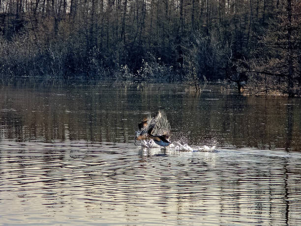 istock Gray ducks in the northern rivers. 1168940164