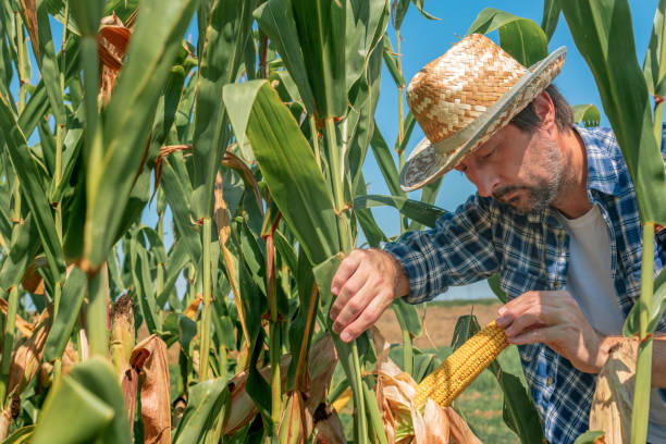 istock Farmer examining corn on the cob in field 1168941045