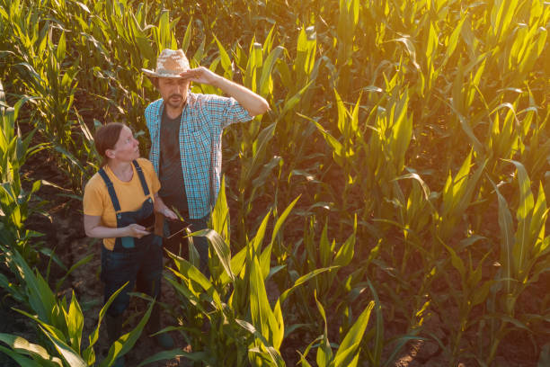 istock Female agronomist with tablet computer advising corn farmer in field 1168941102