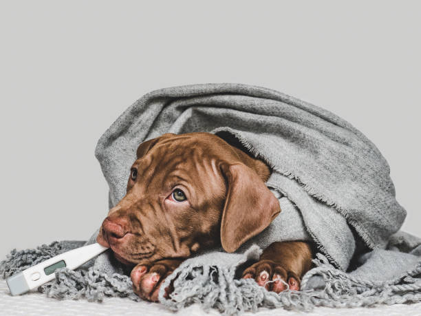 Young puppy, wrapped in a gray scarf