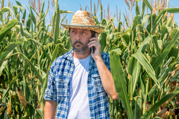 istock Farmer talking on mobile phone in corn maize field 1168941130