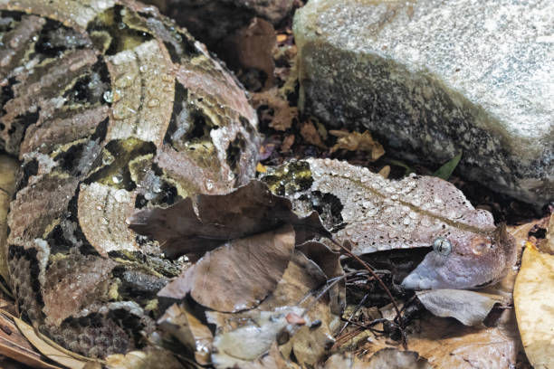 istock Gaboon Viper  Bitis gobonica is native to West Central Africa 1168941199