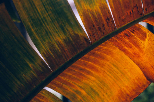 Dry tropical banana palm leaf