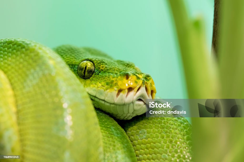 Green Tree Python Native To New Guinea Indonesia Stock Photo - Download ...