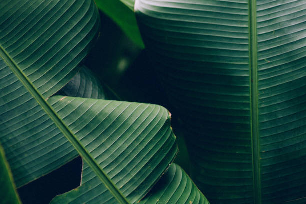 istock Tropical banana palm leaf 1168941252