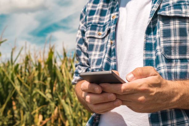 istock Agronomist typing text message on smartphone out in corn field 1168941323