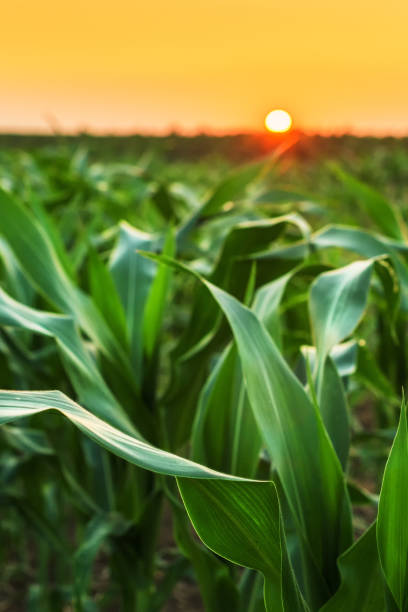 istock Cultivated sorghum field in sunset 1168941406