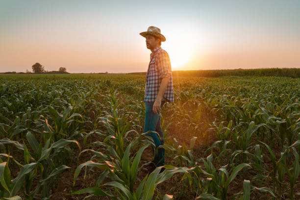 istock Tired exhausted farmer standing in cultivated sorghum field 1168941462