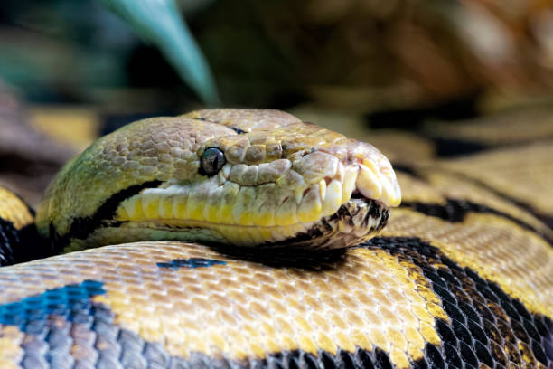 python reticulada, encontrada no sul da ásia e sudeste da ásia - reticulated - fotografias e filmes do acervo