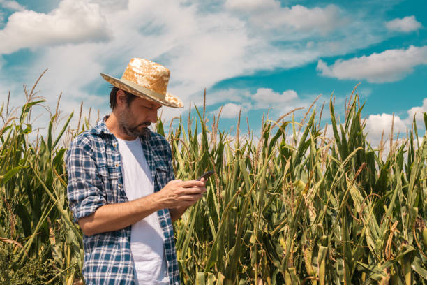 istock Agronomist typing text message on smartphone out in corn field 1168941510